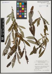 Foto von Salix appendiculata Vill. x Salix purpurea L.